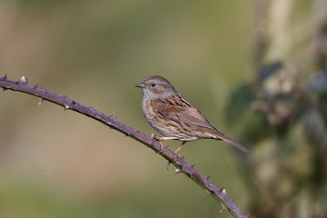 Dunnock, Prunella modularis © Erni