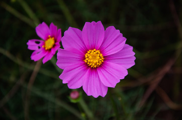 Fototapeta premium Cosmos flower in the garden