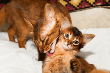 Fototapeta na wymiar Somali cat with kitten