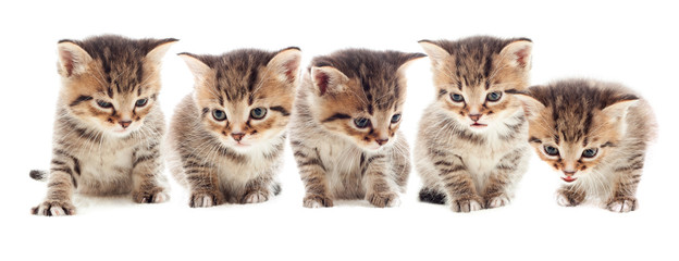 striped kittens
