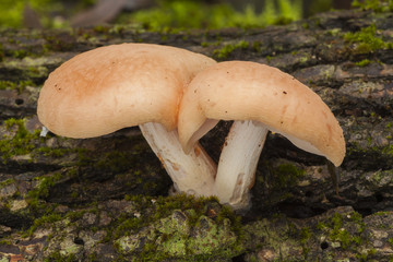 Rhodotus palmatus growing in a trunk