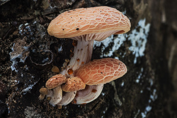 Rhodotus palmatus growing in a trunk