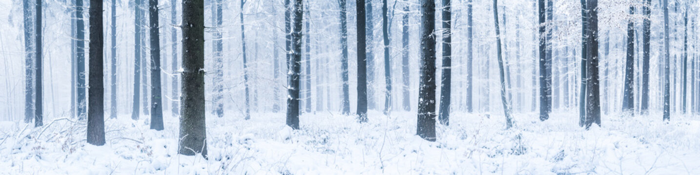 Fototapeta Snowy las w Szwecji