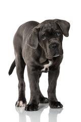 Obraz premium Cane Corso Welpe