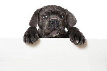 Cane Corso Welpe