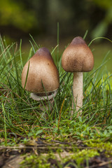 Macrolepiota mastoid to grow on the forest floor