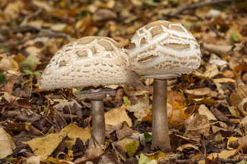 Macrolepiota parasol growing on the forest floor