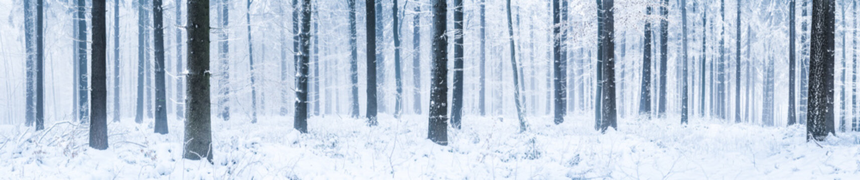 Winterwald Panorama