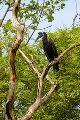 Abyssinian ground or northern ground hornbill in Senegal