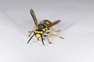 Closeup of European Wasp on White Background