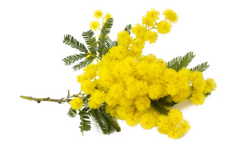 mimosa isolated on white background