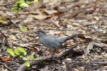 Gray Catbird - Fairchild gardens