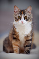 Fototapeta na wymiar Multi-colored cat
