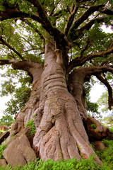 Giant Baobab tree in Senegal, Africa