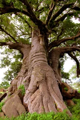 Fototapete Rund Riesiger Baobab-Baum im Senegal, Afrika © klublu