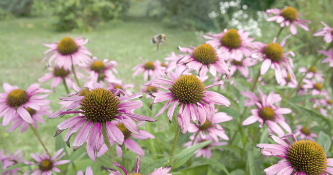 A bee transferring on every coneflower
