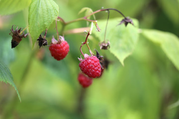 Framboises