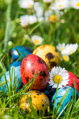 Gefärbte Wachteleier