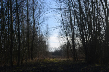 Fototapeta premium small path in countryside
