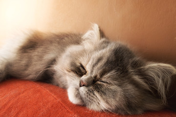 Gatto persiano che dorme 
