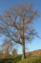 tree on small hill