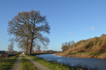 path and tree on river bank