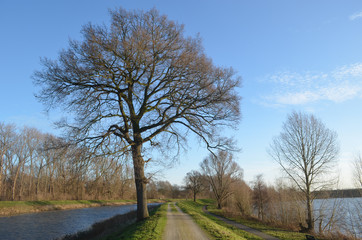 Fototapeta na wymiar path and tree on river bank