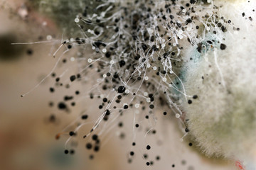 Mold, macro view