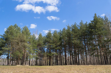 Pine forest in the early spring 3