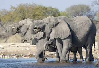 elephants drinking.