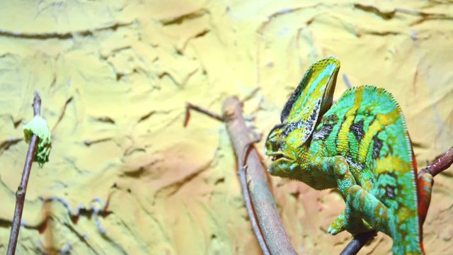 A veiled chameleon (Chamaeleo calyptratus) is catching a locust