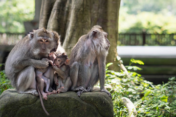 Family of Wild Rhesus Monkeys in Ubud, Bali, Indonesia