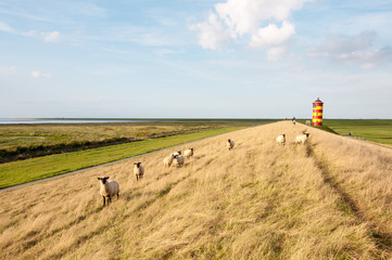 Schafe am Pilsumer Leuchtturm