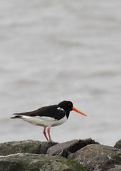Austernfischer am Ufer