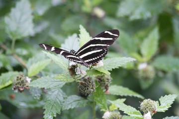 Zebra Longwing butterfly - dorsal view