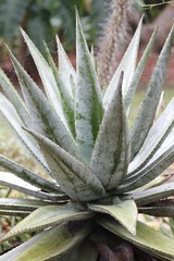 Aloe Plant - Fairchild gardens