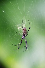 golden silk orb-weavers