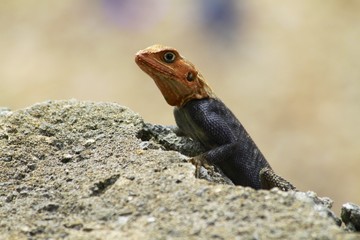 Common agama - rainbow lizard