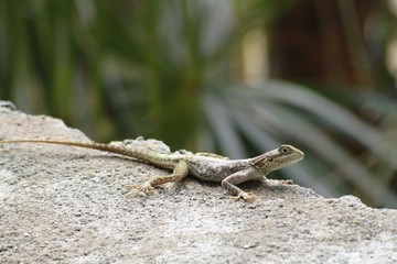 Common brown lizard - Fairchild