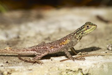 Naklejka na ściany i meble Common brown lizard - Fairchild
