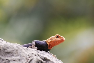 Common agama - rainbow lizard