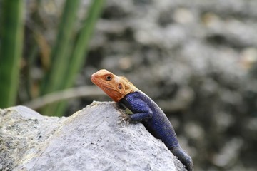 Common agama - rainbow lizard