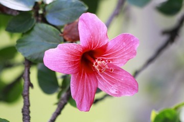 Bright Pink Hibiscus Flower blooming