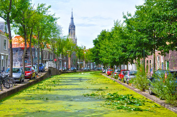 Fototapeta na wymiar Canal with water lilies in Delft, Holland, aquatic plants