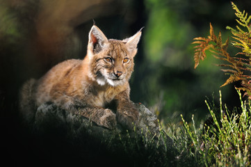 Naklejka premium Eurasian lynx in forest