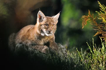Fotobehang Euraziatische lynx in bos © Stanislav Duben