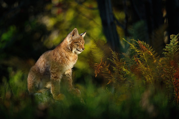 Eurasian lynx in forest
