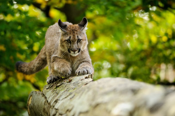 Cougar head