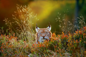 Eurasian lynx - obrazy, fototapety, plakaty