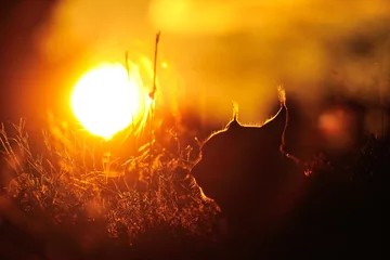 Gordijnen Beautiful sunset with lynx contour © Stanislav Duben